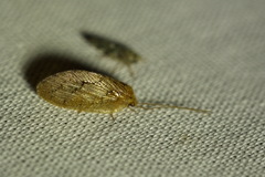 Hemerobiidae