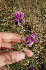 Astragalus davuricus