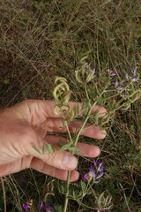 Astragalus davuricus