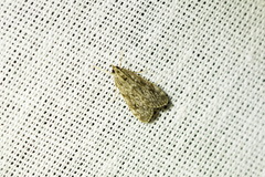 Eudonia truncicolella