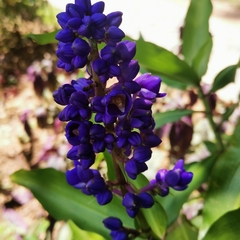 Dichorisandra thyrsiflora