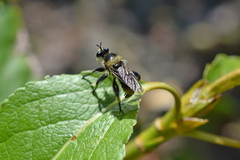Laphria