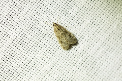 Eudonia truncicolella