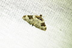 Xanthorhoe fluctuata