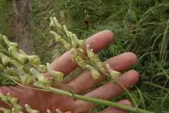 Aconitum barbatum