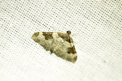 Xanthorhoe fluctuata