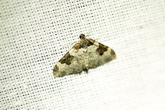 Xanthorhoe fluctuata