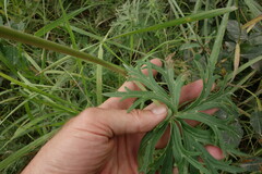 Aconitum barbatum