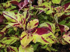 Coleus scutellarioides