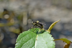 Laphria