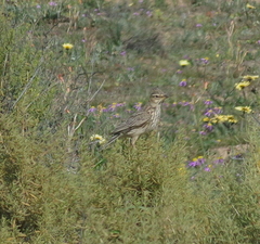 Galerida magnirostris