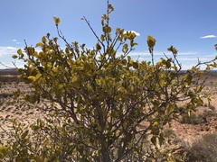 Psydrax latifolia
