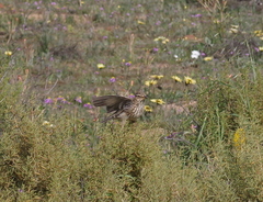 Galerida magnirostris