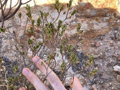 Olearia eremaea