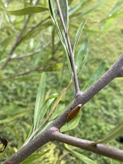 Ellipsidion humerale