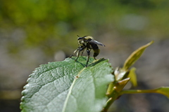 Laphria