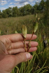 Hemerocallis minor