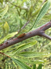 Ellipsidion humerale