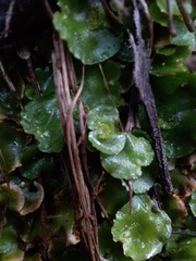 Lunularia cruciata