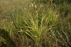 Hemerocallis minor
