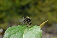 Laphria