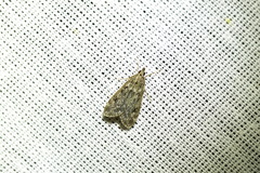 Eudonia truncicolella