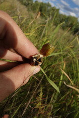 Hemerocallis minor