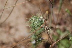Navarretia intertexta