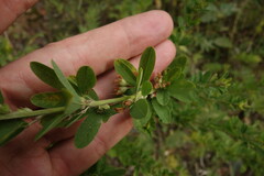 Lespedeza daurica