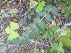 Berberis nervosa