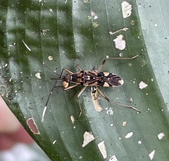 Metadieuches dispar