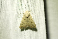 Caradrina
