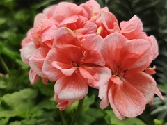 Pelargonium × hybridum