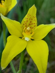 Caladenia flava flava