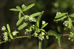 Capparis brassii