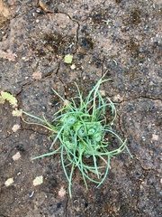 Isoetopsis graminifolia