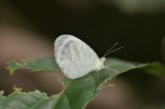 Leptosia