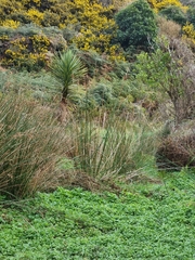 Juncus procerus
