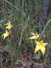 Caladenia flava flava