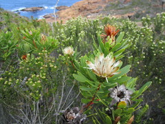 Protea lanceolata