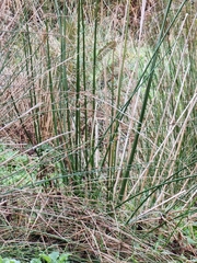 Juncus procerus