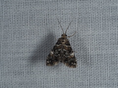 Elophila responsalis