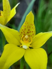 Caladenia flava flava