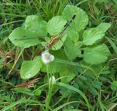 Diplacodes trivialis