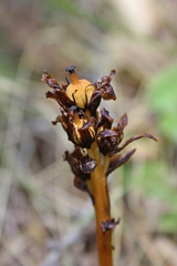 Monotropa hypopitys hypophegea