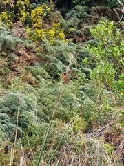 Juncus procerus