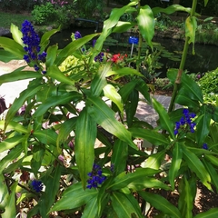 Dichorisandra thyrsiflora