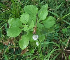 Diplacodes trivialis