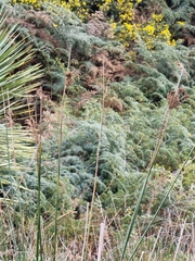 Juncus procerus