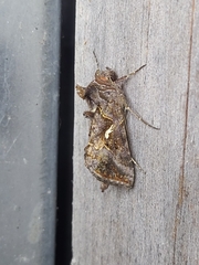 Autographa precationis